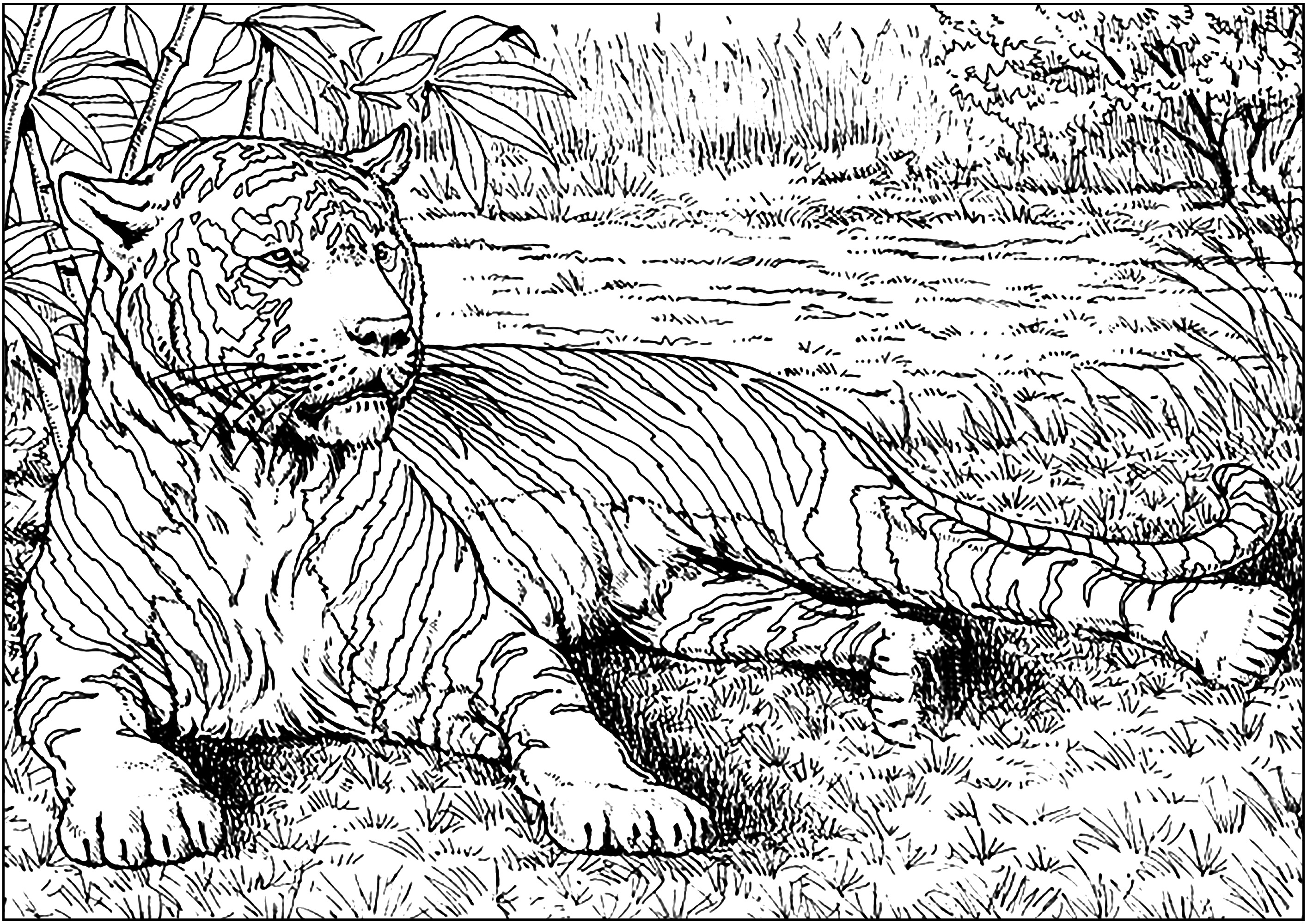 Tigers