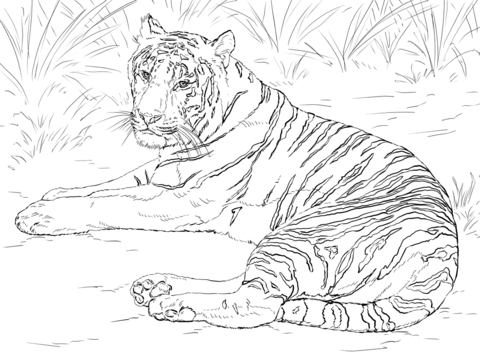 Siberian tiger laying down coloring page free printable coloring pages