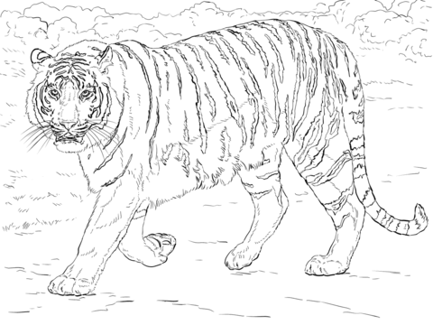 Bengal tiger coloring page free printable coloring pages