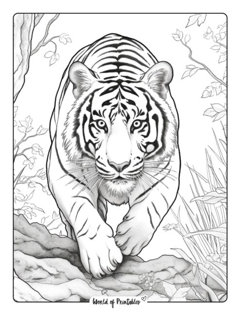 Tiger coloring pages for kids adults