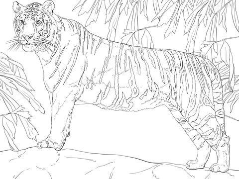 Standing bengal tiger coloring page from tigers category select from printable crafts of cartoons natureâ coloring pages bengal tiger cat coloring page