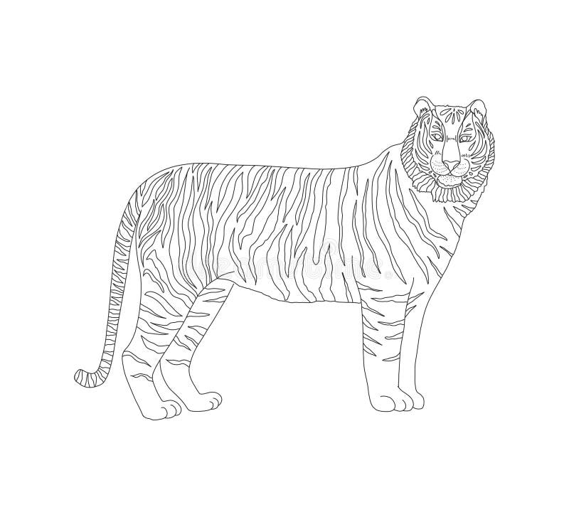 Vector coloring book for children and adults with a striped tiger predatory mammals felids representatives of the panther genus stock illustration