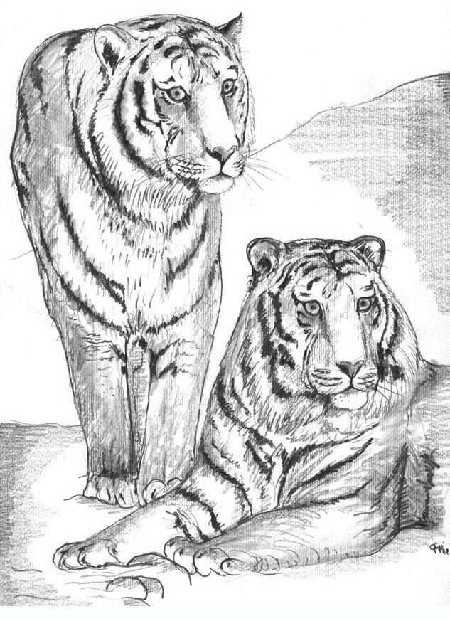 Tigers