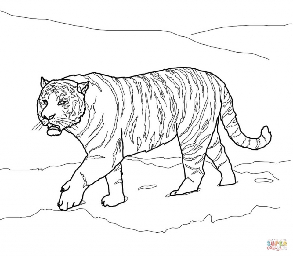 Get this tiger coloring pages realistic animal printables for adults