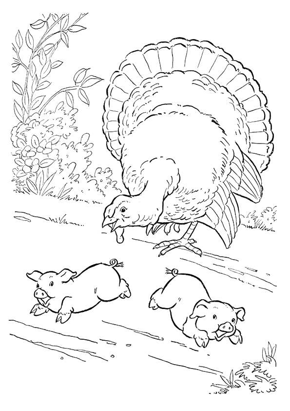 Free printable bronze turkey coloring picture assignment sheets pictures for child