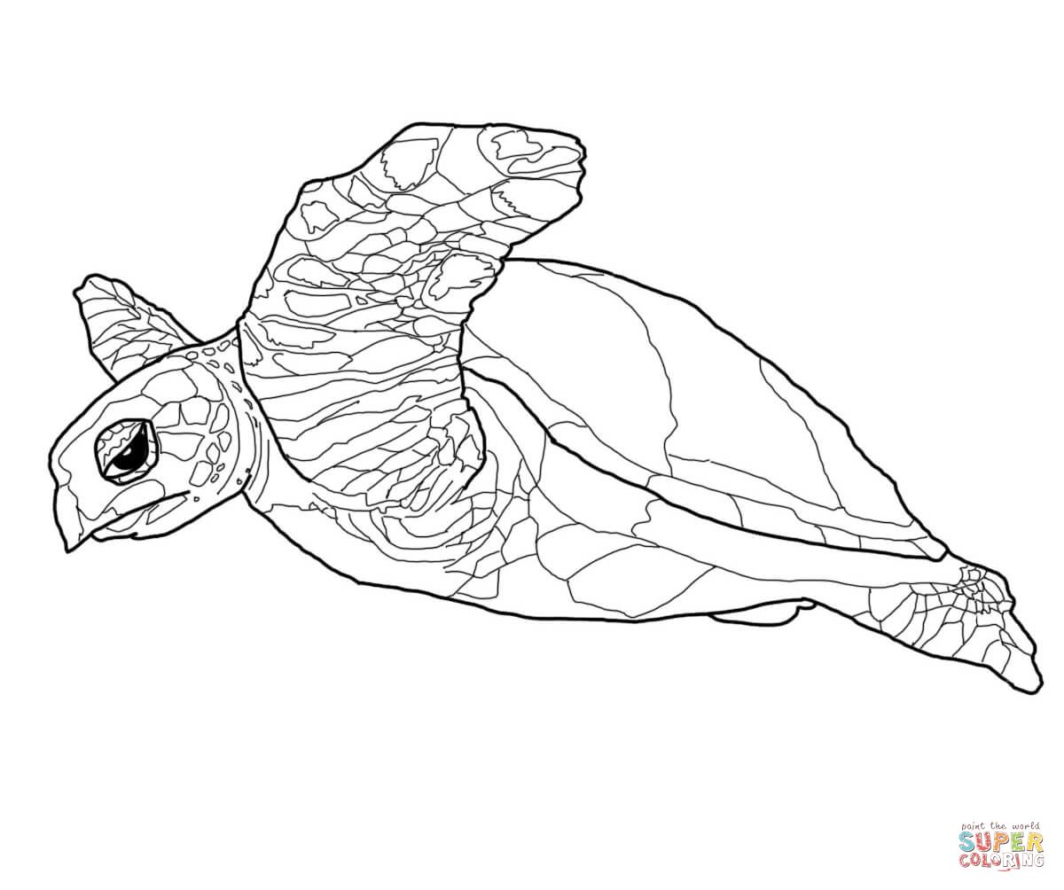 Realistic turtle coloring pages