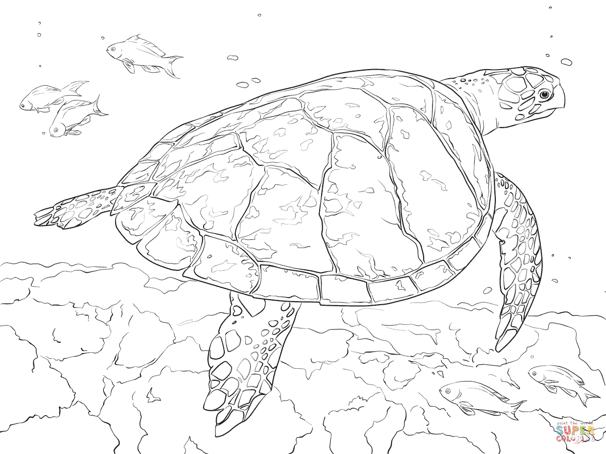 Realistic hawksbill sea turtle coloring page free printable coloring pages turtle coloring pages turtle drawing animal coloring pages