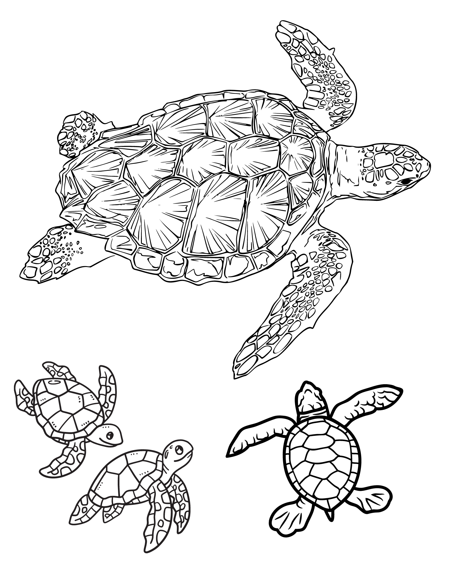 Cute turtle coloring pages and fun turtle facts for kids and adults
