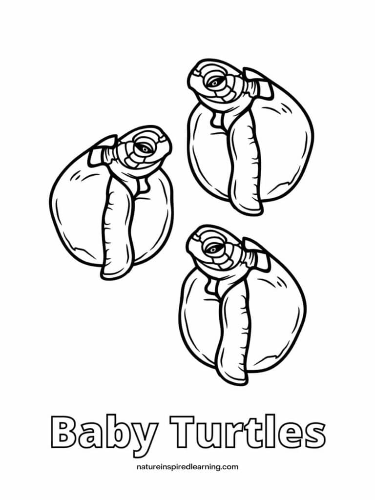 Beautiful sea turtle coloring pages