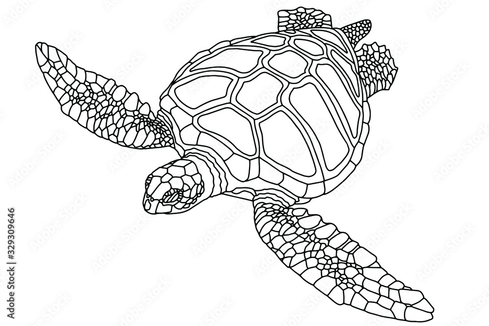 Vector illustration for coloring book realistic design sea turtle marine inhabitants childrens illustration vector