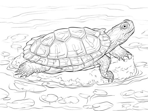 Free printable red eared slider coloring picture assignment sheets pictures for child