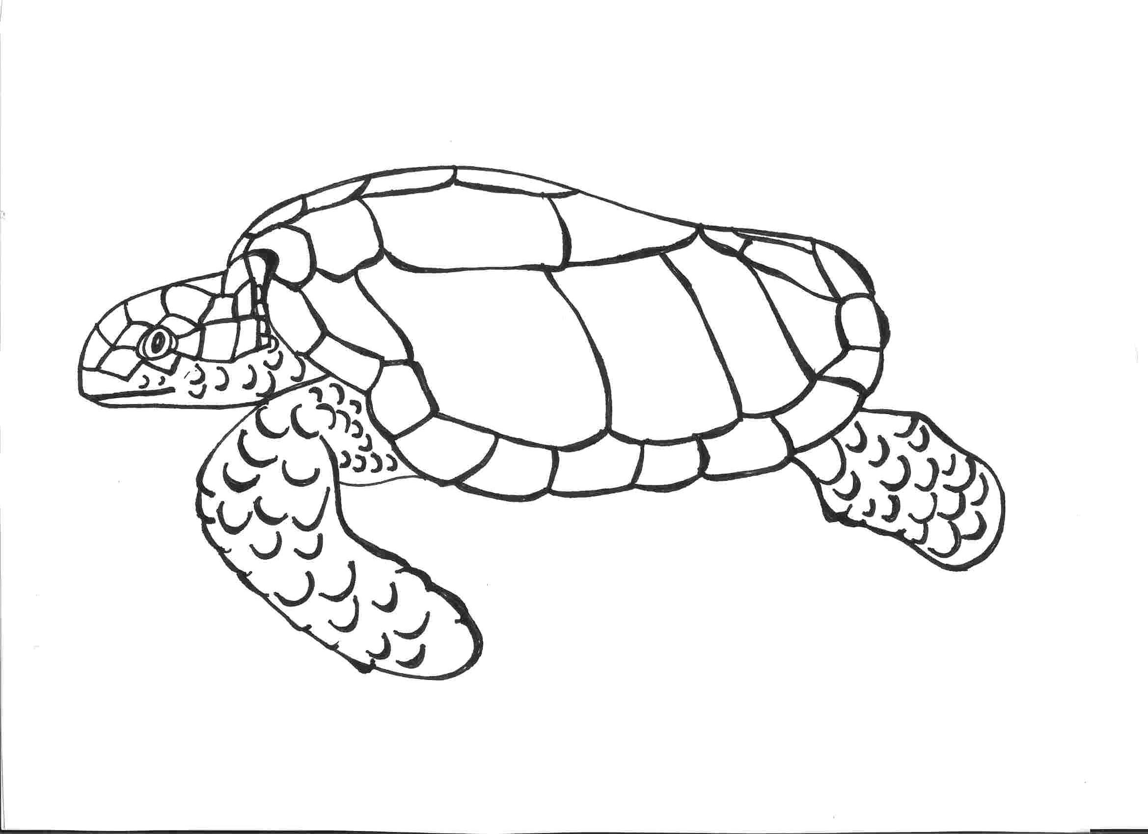 Free printable turtle coloring pages for kids