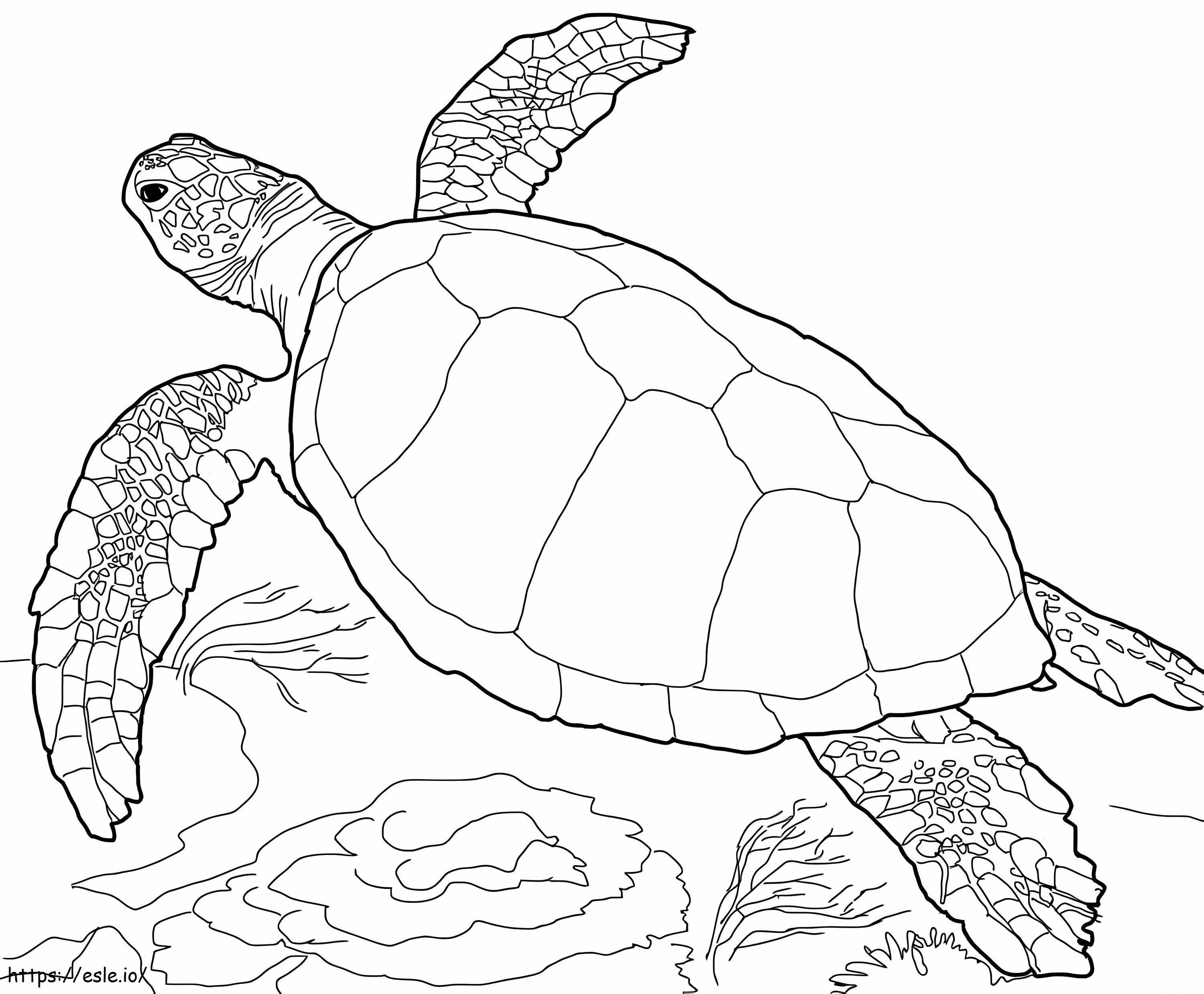 Stupid turtle coloring page