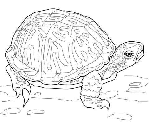 Ornate box turtle coloring page free printable coloring pages turtle coloring pages animal coloring pages coloring pages