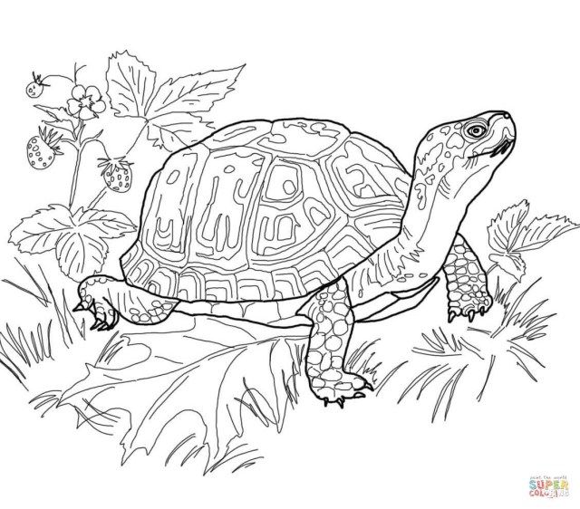 Best photo of turtle coloring pages