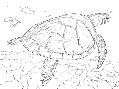 Realistic hawksbill sea turtle coloring page free printable coloring pages