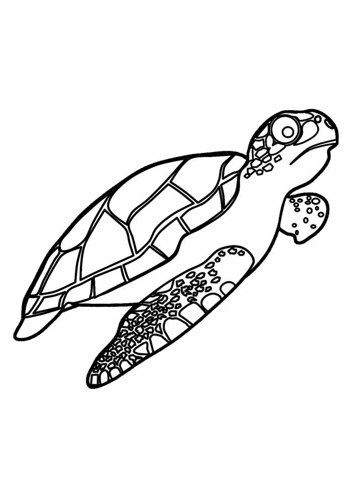Turtle coloring pages free personalizable coloring pages