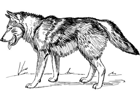Realistic wolf coloring page free printable coloring pages