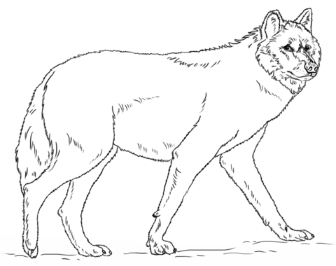 Realistic grey wolf coloring page free printable coloring pages