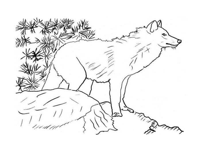 Realistic coloring pages of wolves animal coloring pages wolf colors deer coloring pages