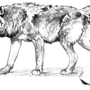 Wolf coloring pages printable for free download