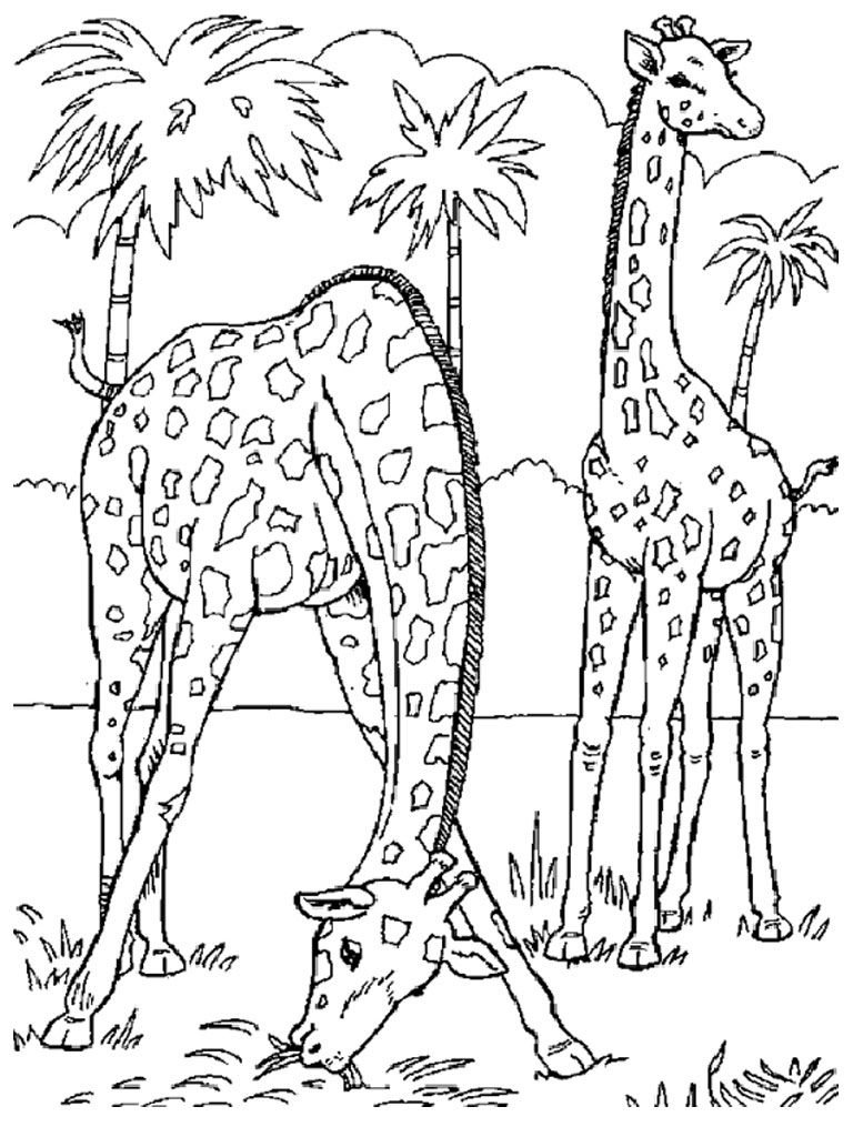 Image result for realistic animal coloring pages for adults lãwen malvorlagen tiere wild ausmalbilder tiere
