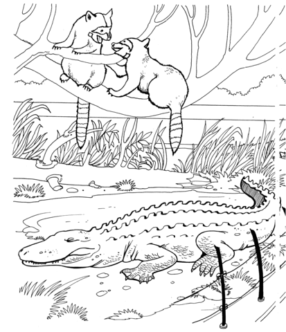 Two raccoons and alligator in a zoo coloring page free printable coloring pages