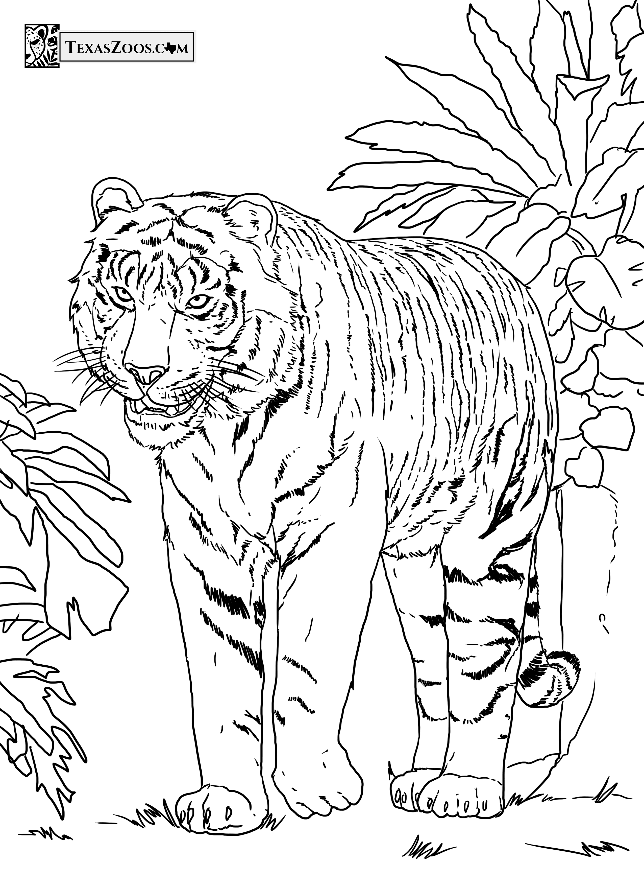 Zoo animals