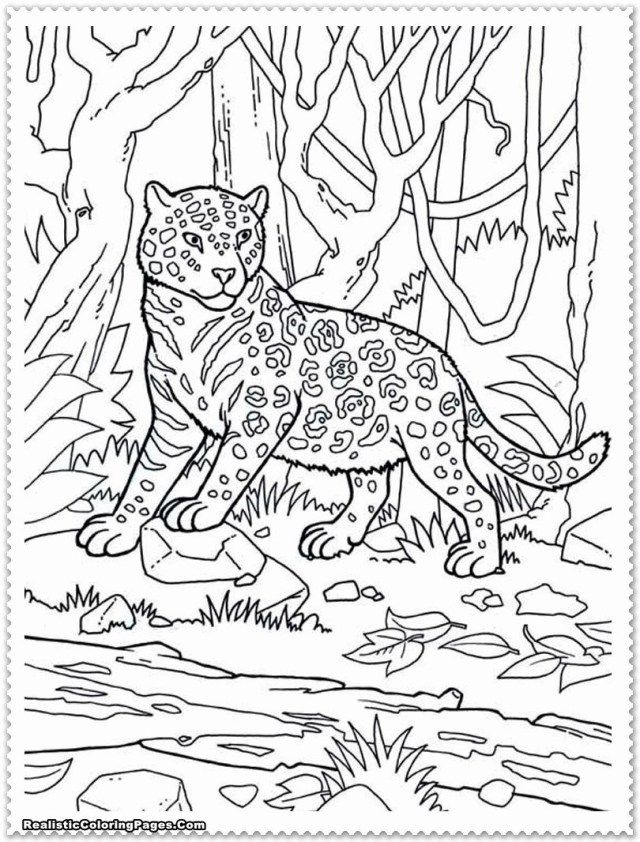 Brilliant picture of jungle animal coloring pages