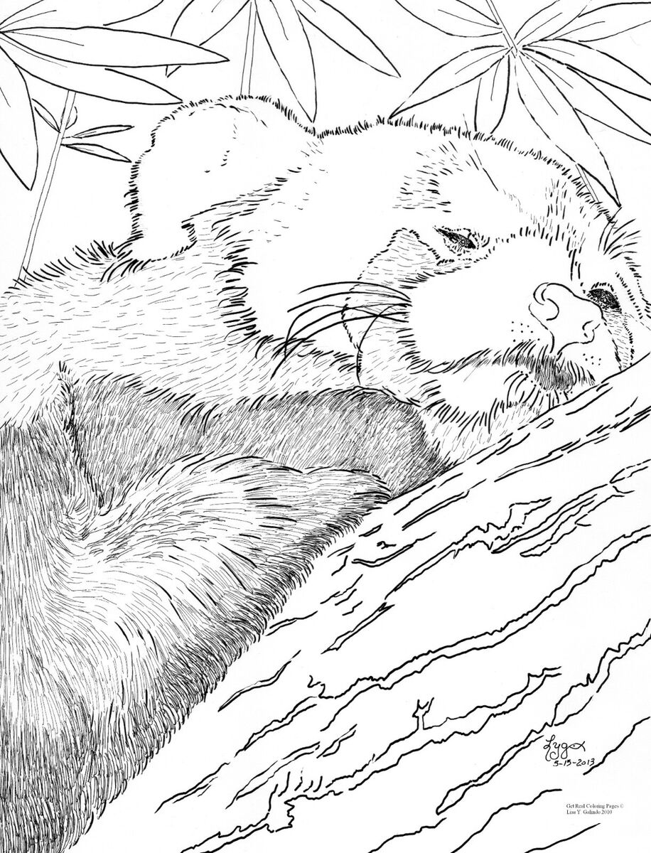 Coloring book with zoo animals realistic drawings in pen ink