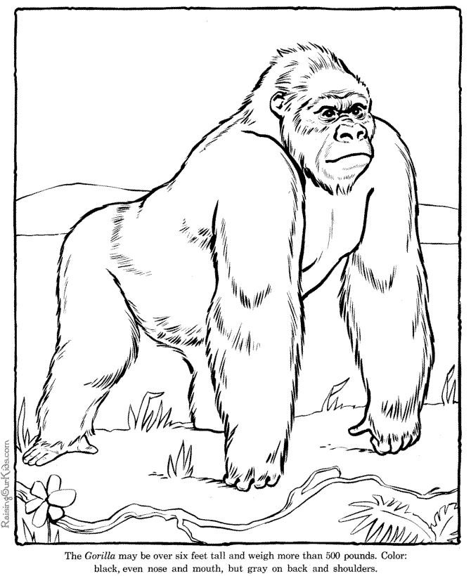 Gorilla zoo coloring page