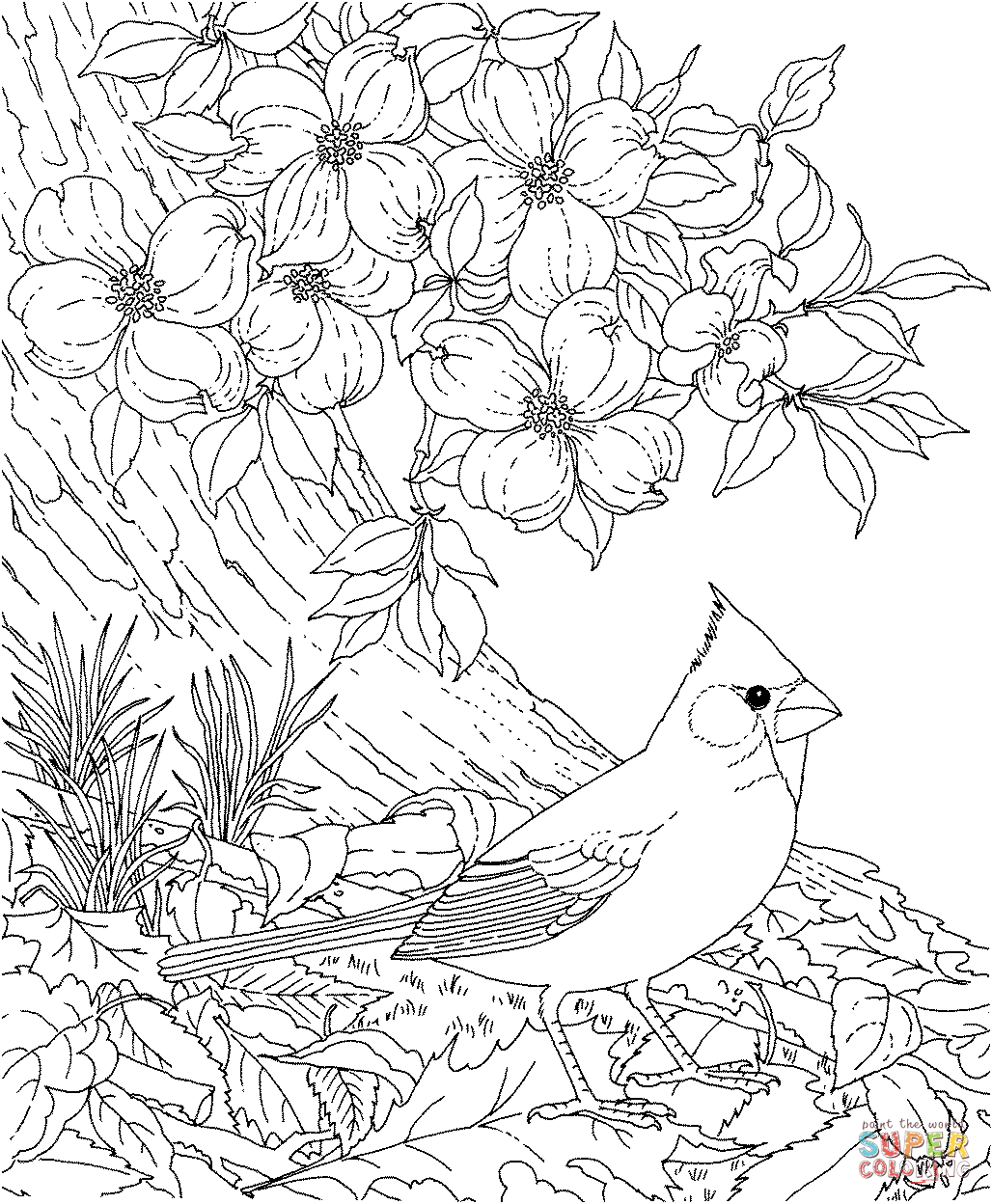 Red cardinal and dogwood blossom north carolina bird and flower coloring page free printable coloring pages