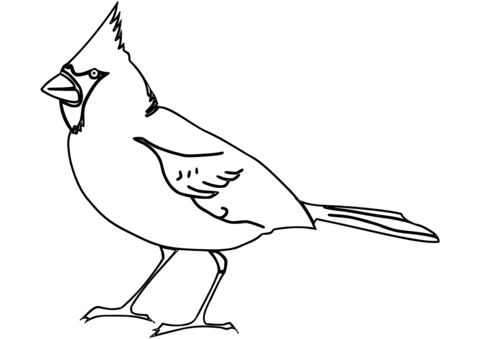 Northern cardinal coloring page free printable coloring pages