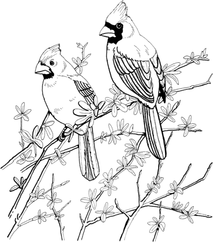 Two red cardinals coloring page free printable coloring pages