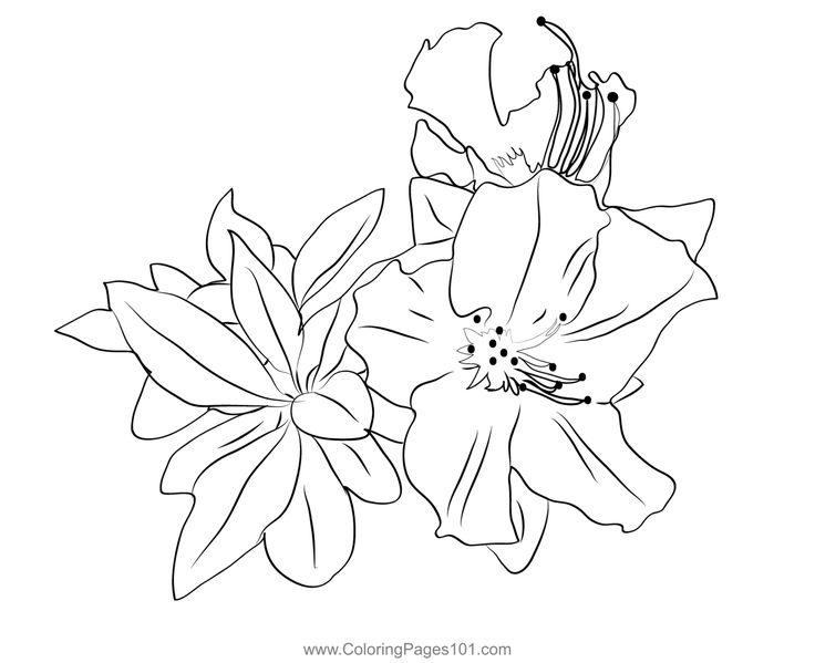 Azalea plant coloring page coloring pages azaleas coloring pages for kids