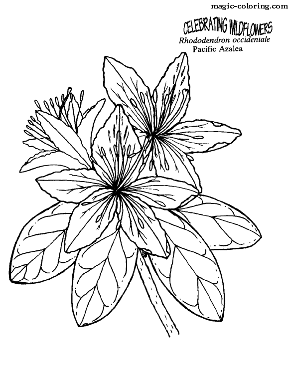 Magic coloring