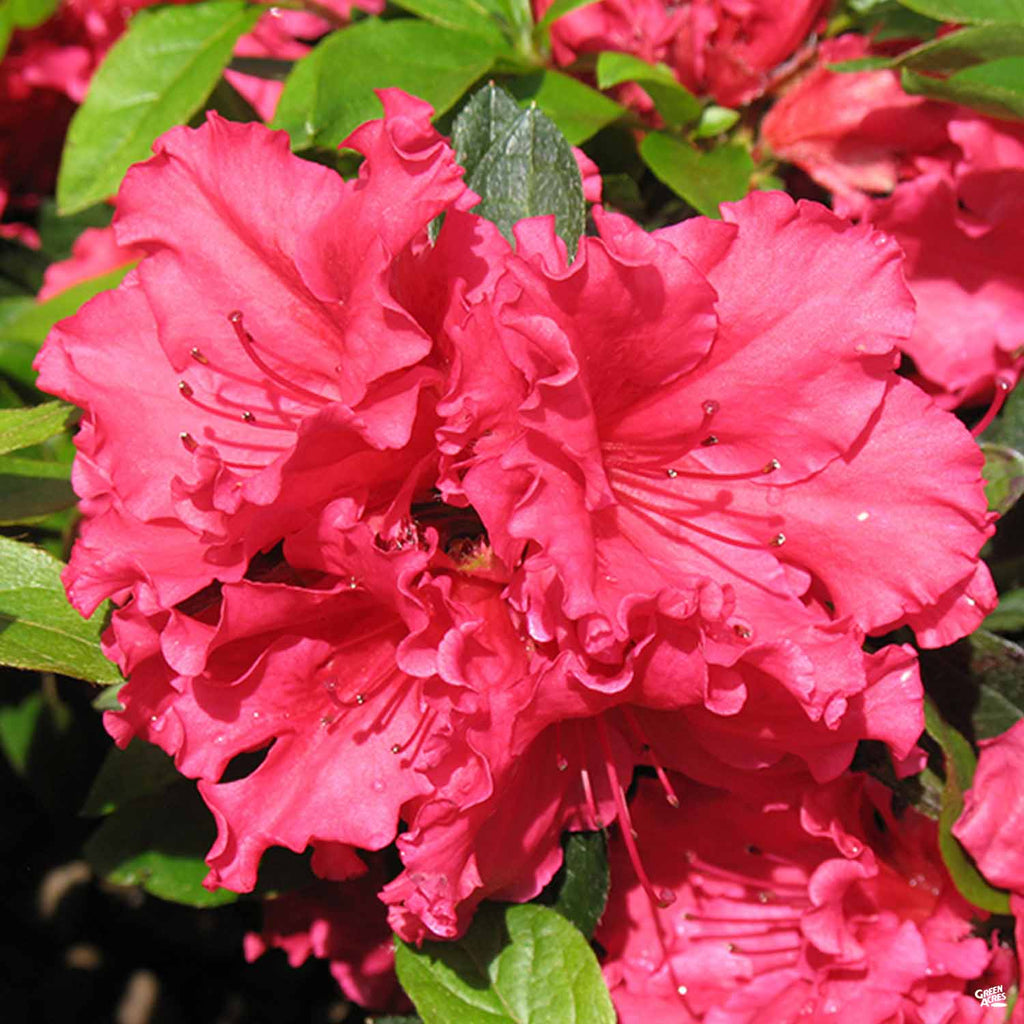 Azalea red bird â green acres nursery supply