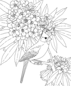 Azalea coloring pages free coloring pages