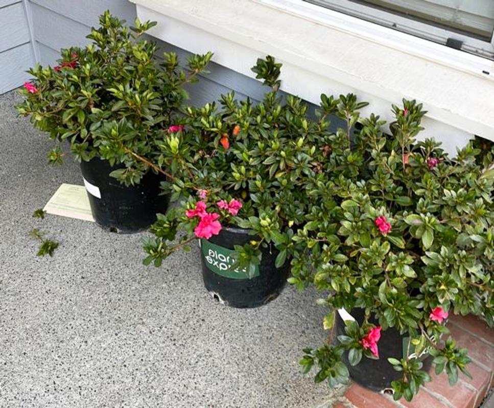 Azalea red bird plants express