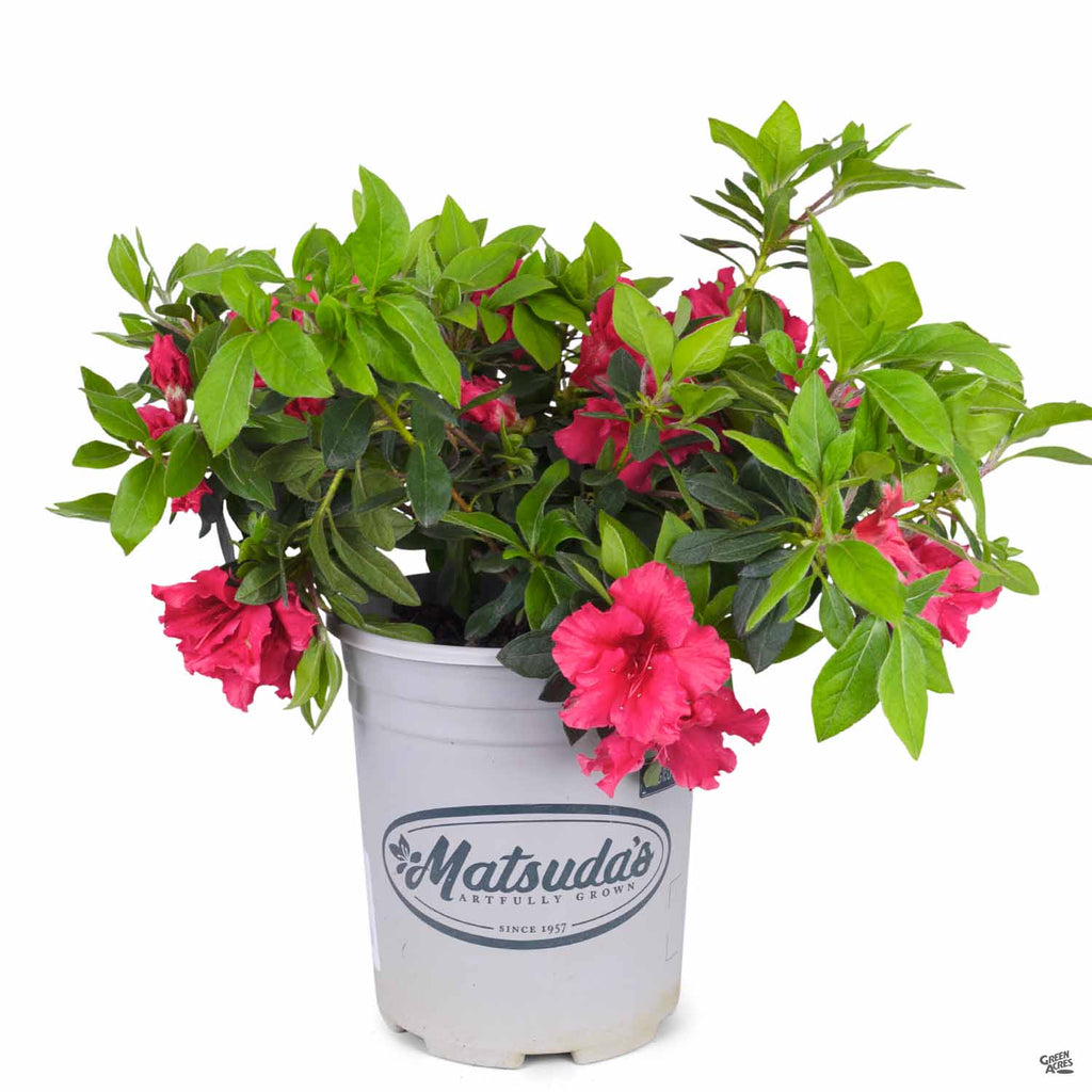 Azalea red bird â green acres nursery supply