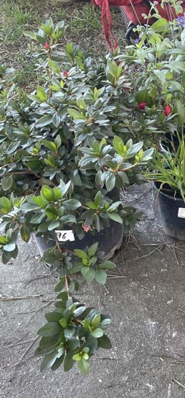 Azalea red bird plants express