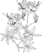 Azalea coloring pages free coloring pages