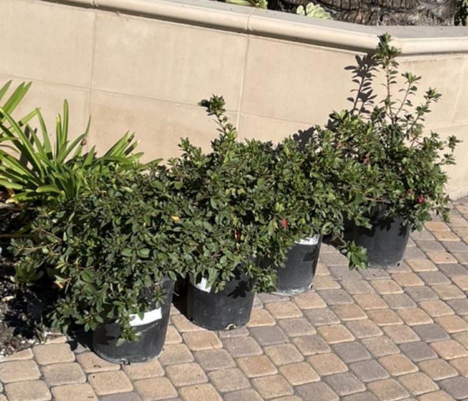 Azalea red bird plants express