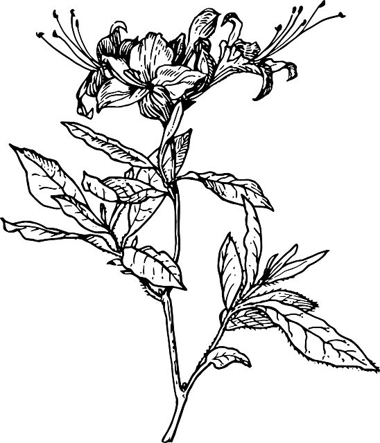 Outline flower azalea plant coloring short tattoo