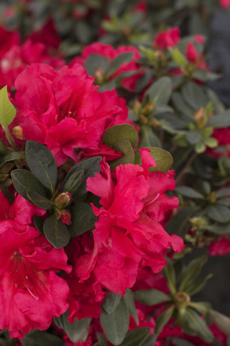 Red ruffles azalea azalea x red ruffles rutherfordiana hybrid