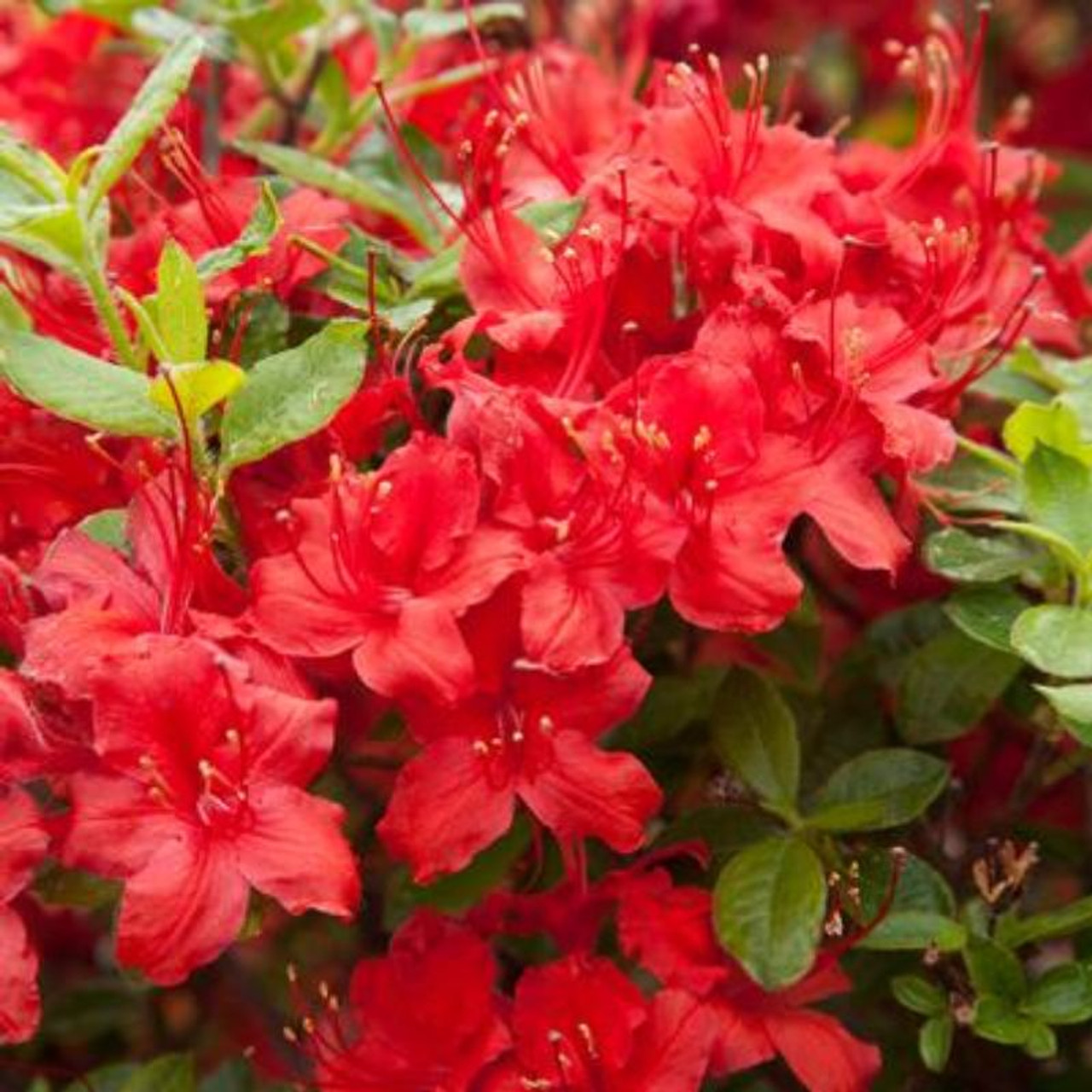 Electric lights red azalea plant addicts