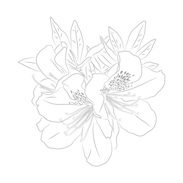 Azalea bush drawing stock illustrations royalty