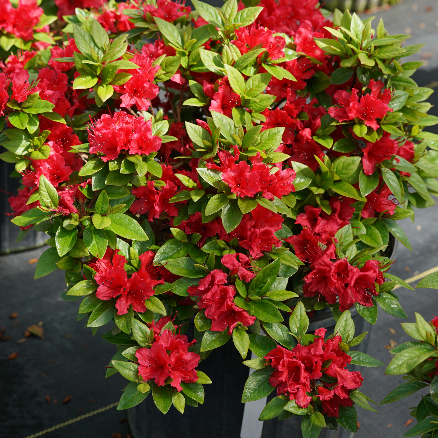 Azalea perfecto mundo red