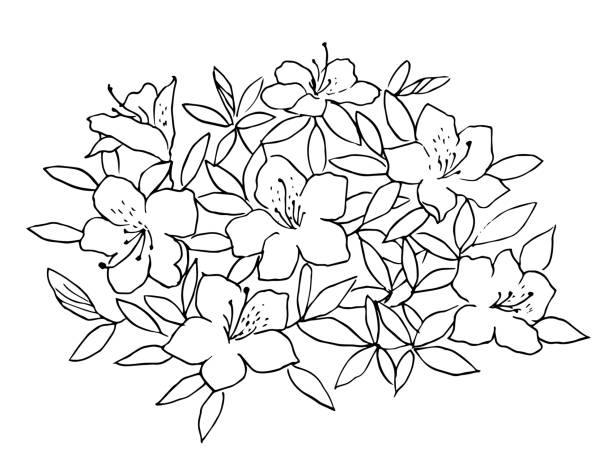Azalea stock illustrations royalty