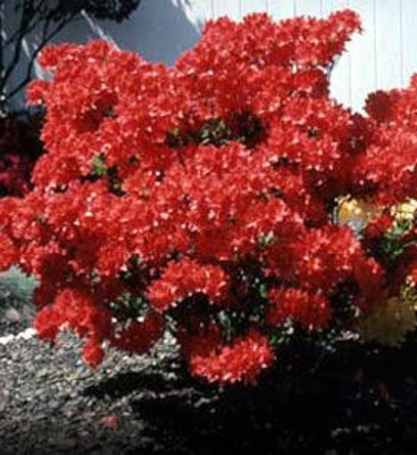 Buy affordable red azaleas mollis hybrid